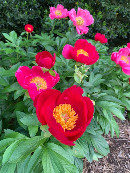 Image of Paeonia 'Scarlet O'Hara' taken at Juniper Level Botanic Garden, Raleigh NC by Lidia Churakova