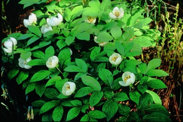 Image of Paeonia japonica taken at Buck Garden, NJ by B. Yinger