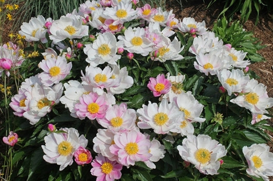 Image of Paeonia lactiflora