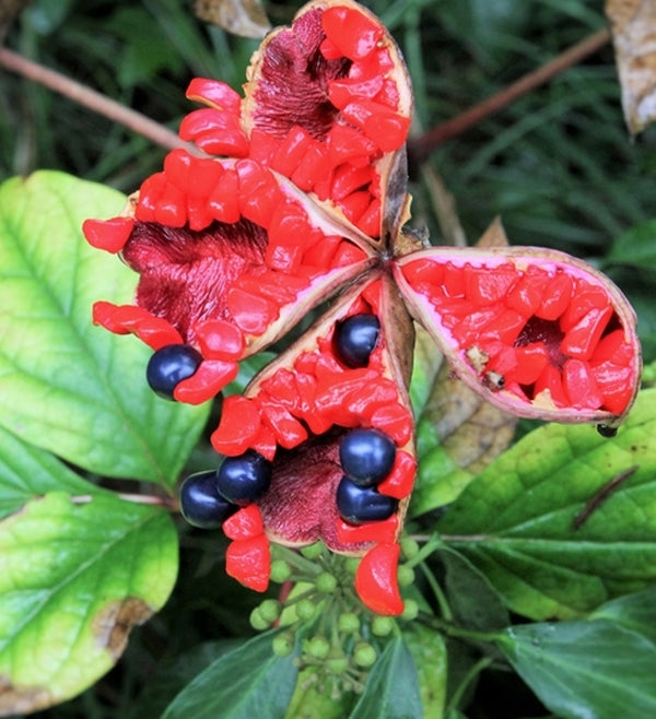 Image of Paeonia obovata taken at Juniper Level Botanic Gdn, NC by JLBG