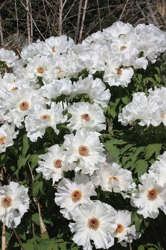 Image of Paeonia ostii 'Feng Dan Bai' taken at Juniper Level Botanic Gdn, NC by JLBG