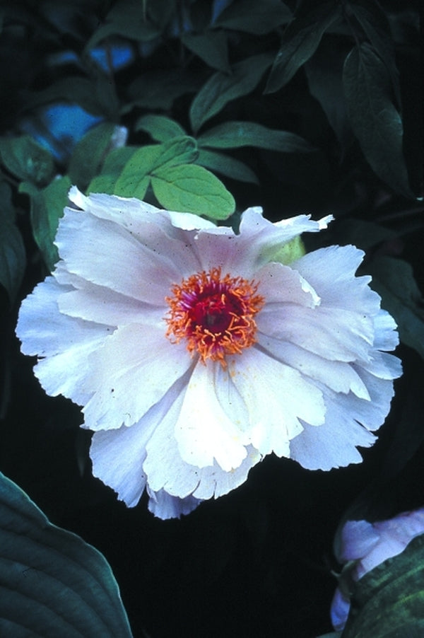 Image of Paeonia ostii taken at H. Hansen Gdn, MN by H. Hansen