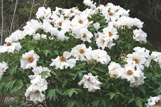 Image of Paeonia ostii