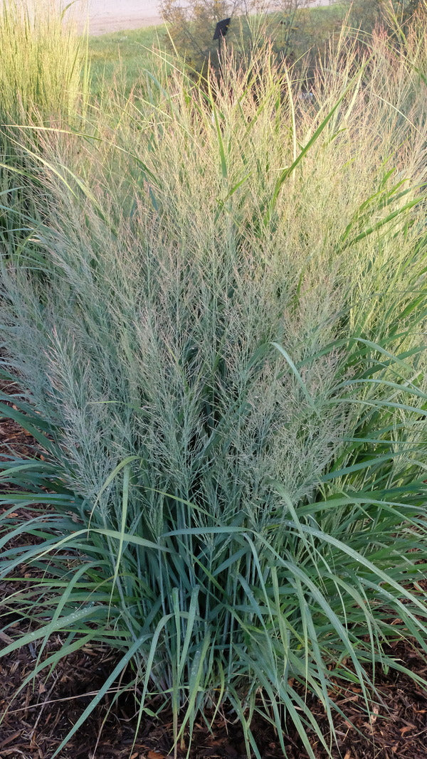 Image of Panicum virgatum 'Gunsmoke' PP 32,373 taken at Walters Gardens, MI by JLBG
