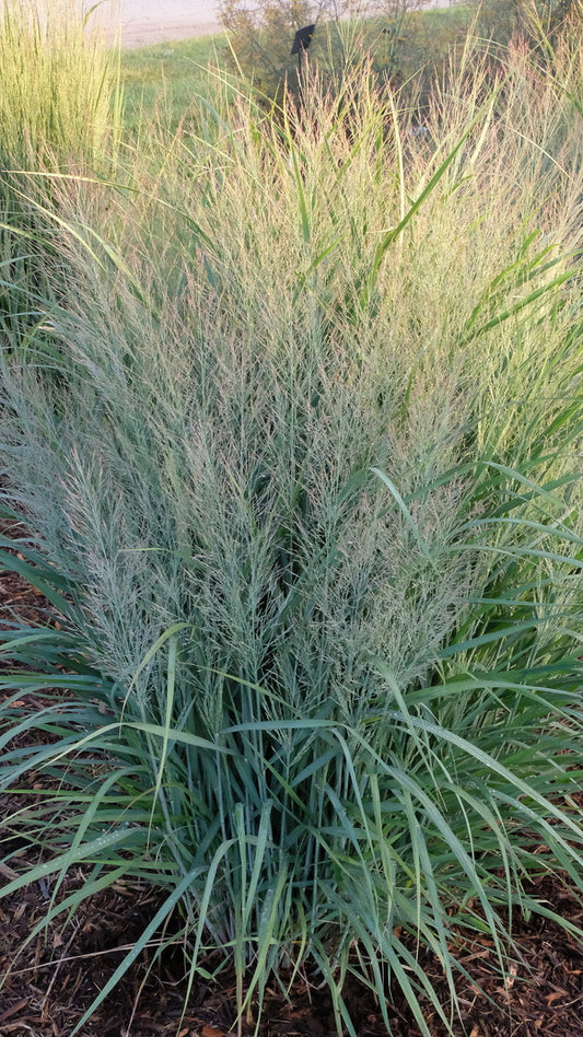 Image of Panicum virgatum 'Gunsmoke' PP 32,373 taken at Walters Gardens, MI by JLBG