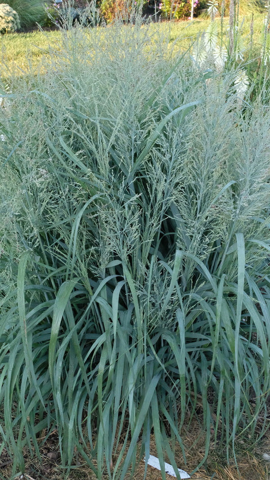 Image of Panicum virgatum 'Niagara Falls' PP 34,509 taken at Walters Gardens, MI by JLBG