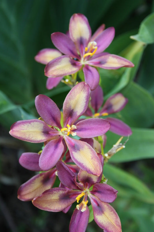 Image of Pardancanda norrisii 'Sangria' taken at Juniper Level Botanic Gdn, NC by JLBG