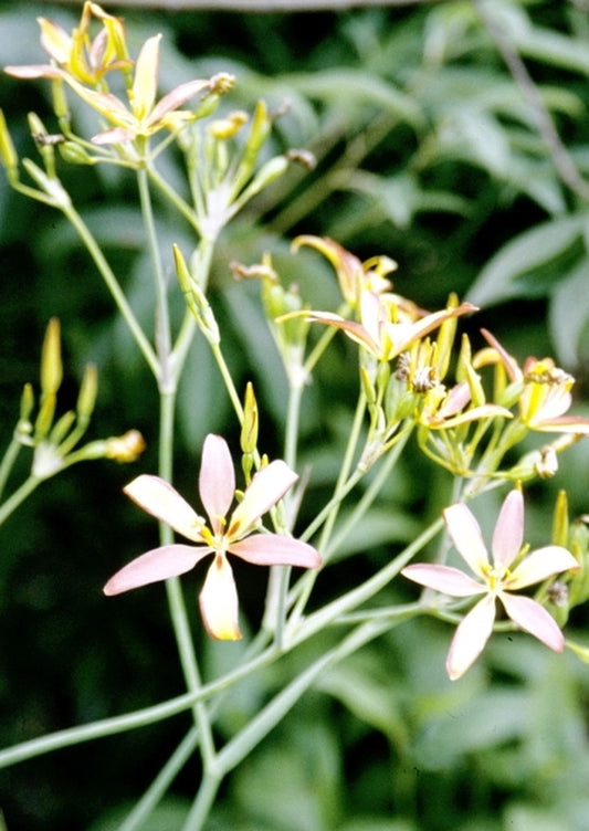 Image of Pardancanda norrisii taken at Juniper Level Botanic Gdn, NC by JLBG