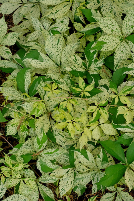 Image of Parthenocissus quinquefolia 'Monham' taken at Juniper Level Botanic Gdn, NC by JLBG