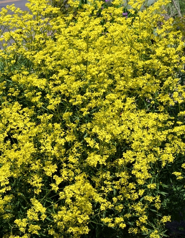 Image of Patrinia scabiosifolia taken at Juniper Level Botanic Gdn, NC by JLBG