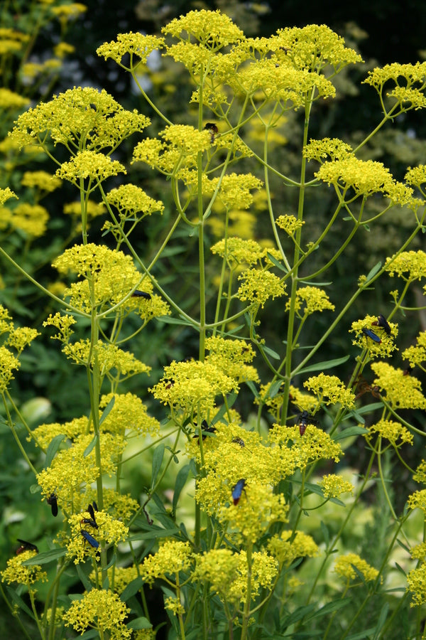 Patrinia scabiosifolia