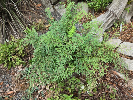 Image of Pellaea ovata 'Dripping Springs' taken at Juniper Level Botanic Gdn, NC by JLBG