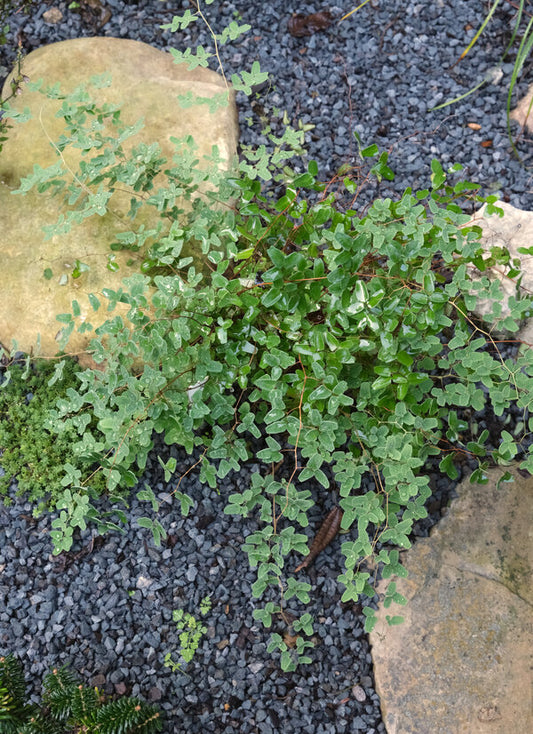Image of Pellaea ovata 'Longhorn Caverns' taken at Juniper Level Botanic Garden, Raleigh NC by JLBG