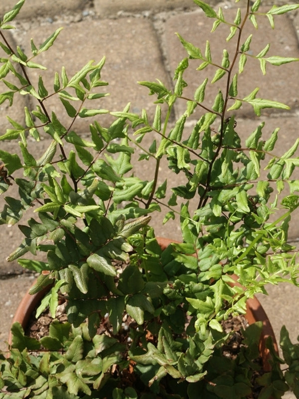 Image of Pellaea viridis 'McLear' taken at Juniper Level Botanic Gdn, NC by JLBG