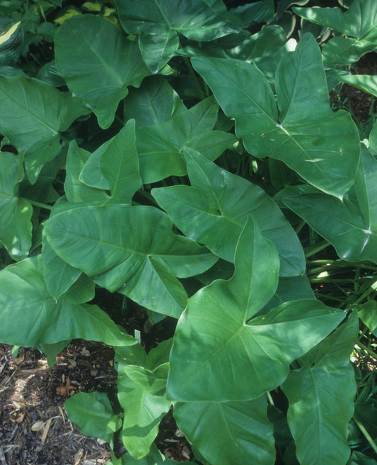Image of Peltandra virginica taken at Juniper Level Botanic Gdn, NC by JLBG