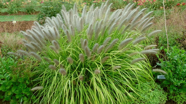 Image of Pennisetum alopecuroides 'Lemon Squeeze' PP 34,634 taken at Walters Gardens, MI by JLBG