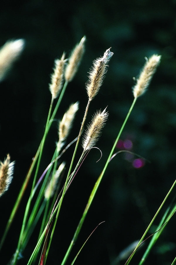 Image of Pennisetum messiacum 'Red Buttons' taken at Juniper Level Botanic Gdn, NC by JLBG