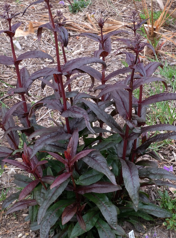 Image of Penstemon 'Blackbeard' PP 30,052 taken at Juniper Level Botanic Gdn, NC by JLBG