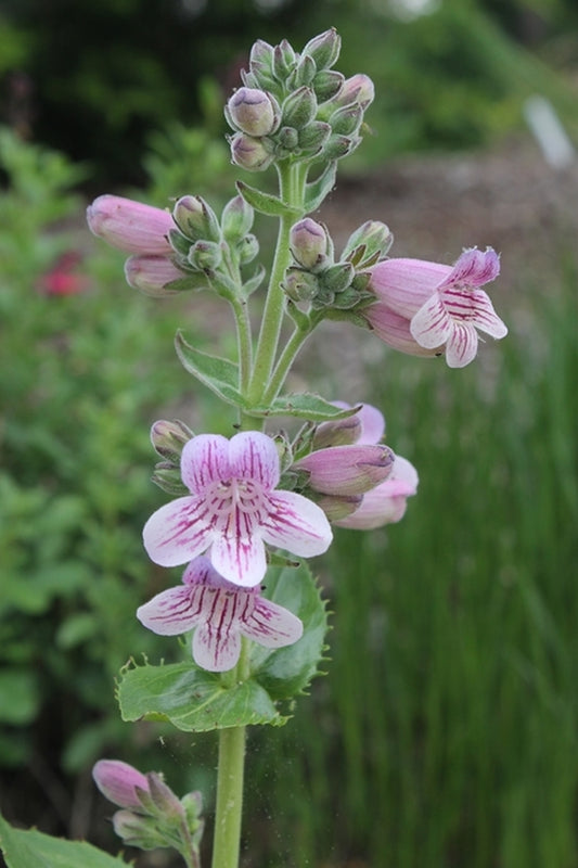 Image of Penstemon 'Kissin' Kuzins' taken at Juniper Level Botanic Gdn, NC by JLBG