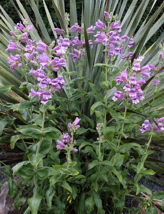 Image of Penstemon cobaea taken at Juniper Level Botanic Gdn, NC by JLBG