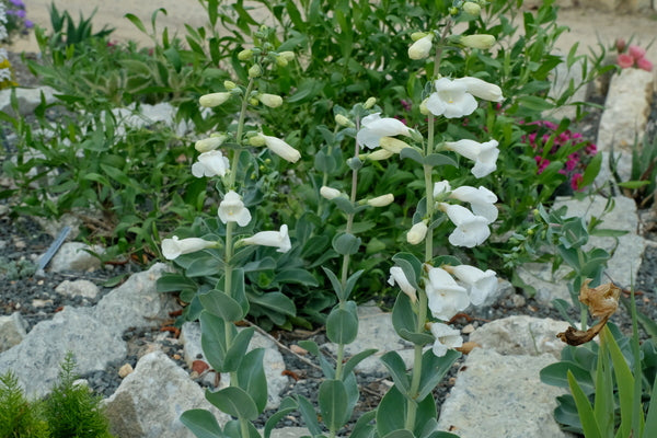 Image of Penstemon grandiflorus taken at Juniper Level Botanic Gdn, NC by JLBG