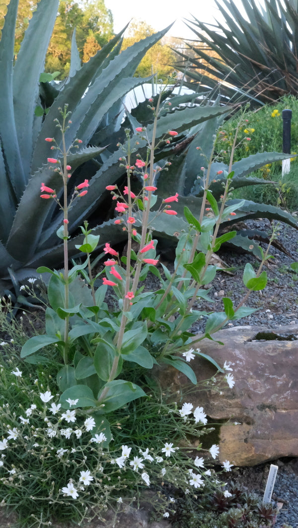 Image of Penstemon havardii taken at Juniper Level Botanic Gdn, NC by JLBG