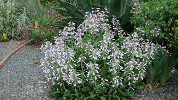 Image of Penstemon hirsutus taken at Juniper Level Botanic Gdn, NC by JLBG