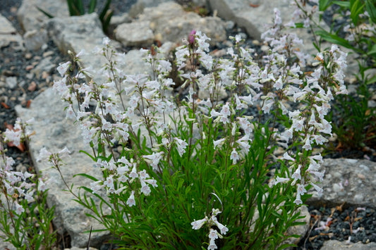 Image of Penstemon multicaulis taken at Juniper Level Botanic Gdn, NC by JLBG