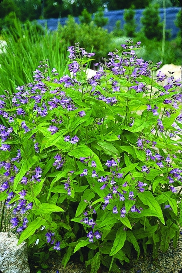 Image of Penstemon smallii taken at Juniper Level Botanic Gdn, NC by JLBG