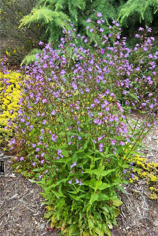 Image of Penstemon tenuis taken at Juniper Level Botanic Garden by Lidia Churakova