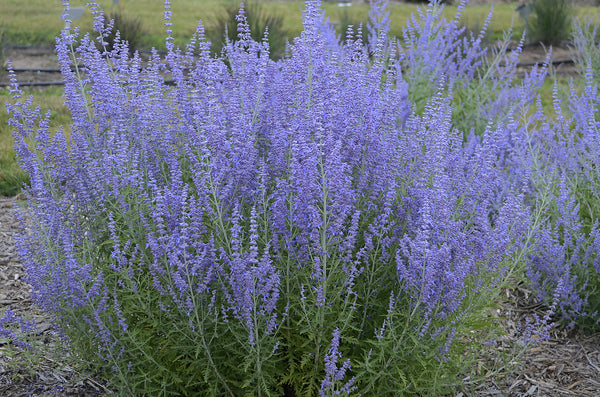Image of Perovskia atriplicifolia 'Blue Jean Baby' PP 29,281 taken at Walters Gardens, MI by Walters Gardens