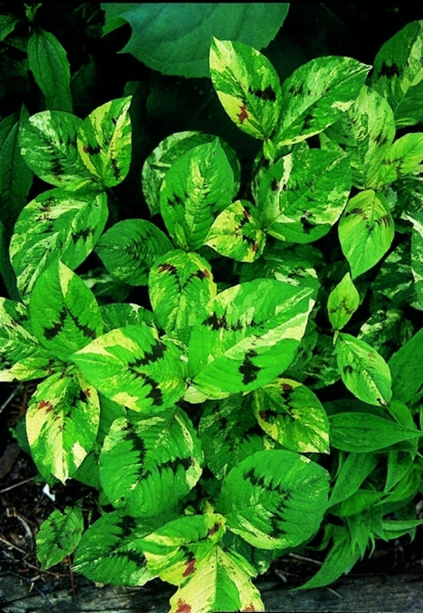 painter's palette plant care indoor Persicaria filiformis Painters Palette