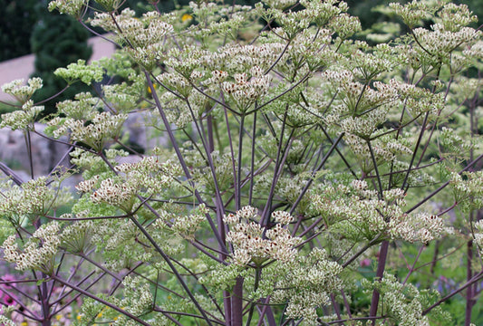 Image of Peucedanum verticillare taken at Denver Botanic Gdn, CO