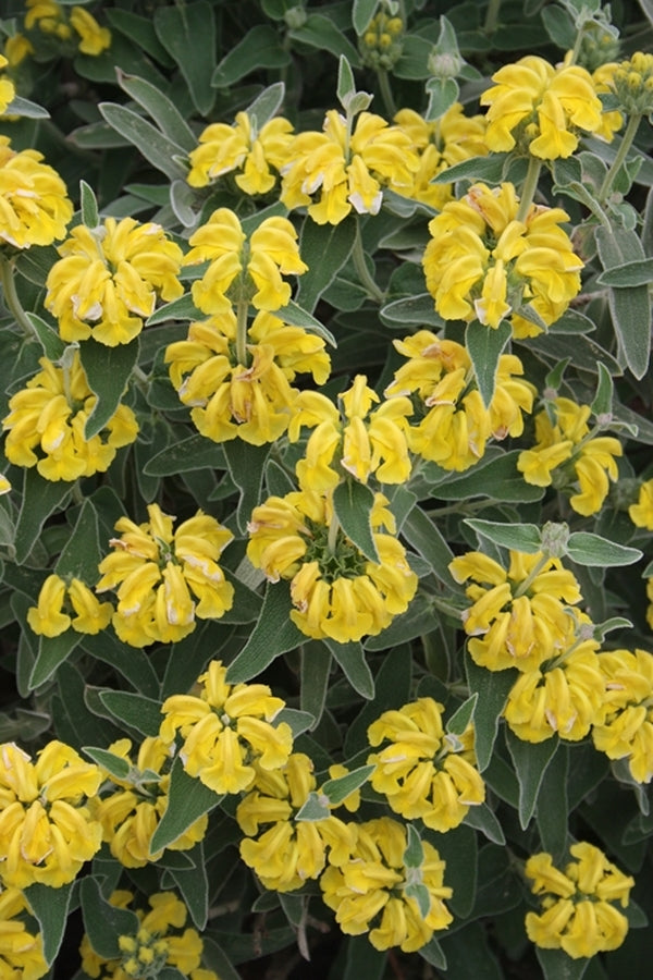 Image of Phlomis fruticosa
