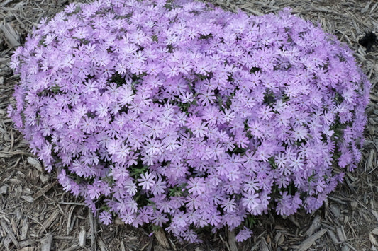 Image of Phlox 'Bedazzled Lavender' PP 31,168 taken at Juniper Level Botanic Gdn, NC