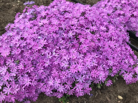 Image of Phlox 'Bedazzled Pink' PP 32,063 taken at Juniper Level Botanic Gdn, NC by H. Hansen