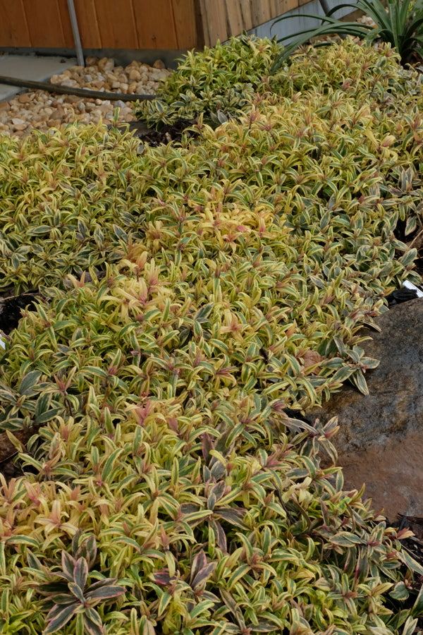 Image of Phlox divaricata 'Blue Ribbons' PP 34,928 taken at Juniper Level Botanic Gdn, NC by JLBG