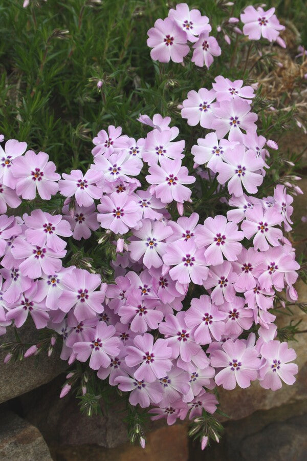 Image of Phlox nivalis 'Eco Flirty Eyes' taken at Juniper Level Botanic Gdn, NC by JLBG