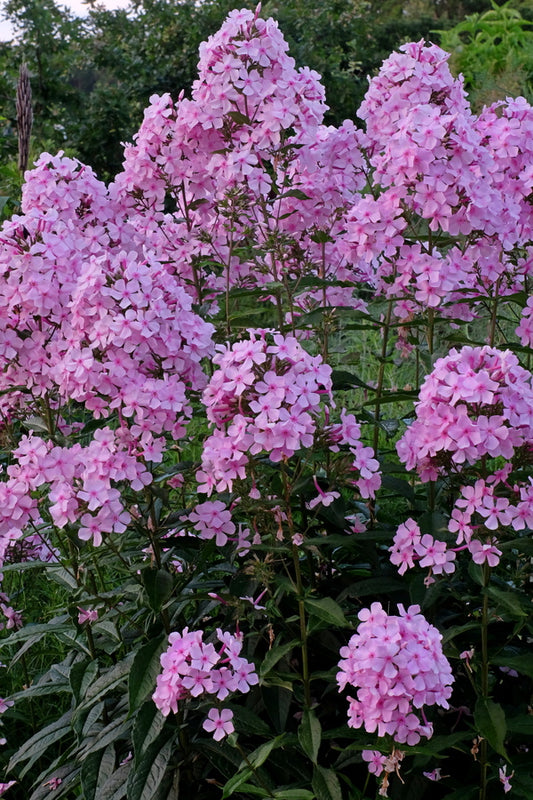 Image of Phlox paniculata 'Thai Pink Jade' PP 22,961 taken at Juniper Level Botanic Gdn, NC by JLBG