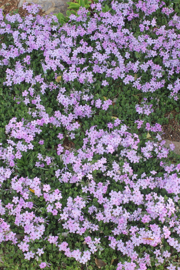 Image of Phlox stolonifera 'Vivien' taken at Juniper Level Botanic Gdn, NC by JLBG