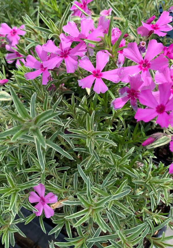 Phlox subulata Nettletons Variation