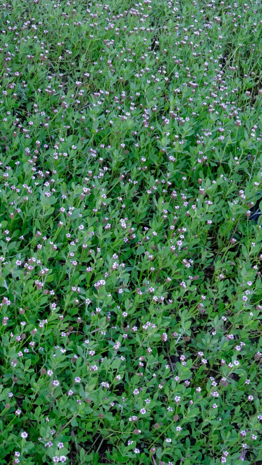 Image of Phyla nodiflora 'Ramble On' taken at Juniper Level Botanic Gdn, NC by JLBG