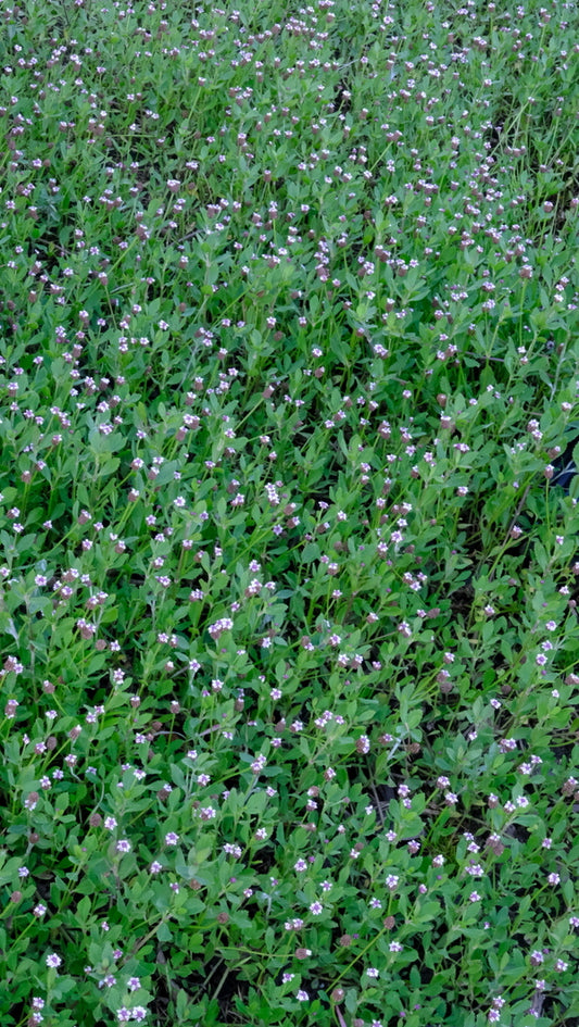 Image of Phyla nodiflora 'Ramble On' taken at Juniper Level Botanic Gdn, NC by JLBG
