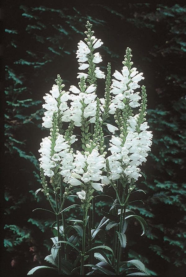 Image of Physostegia virginiana 'Miss Manners' taken at D. Probst Gdn, MA by D. Probst