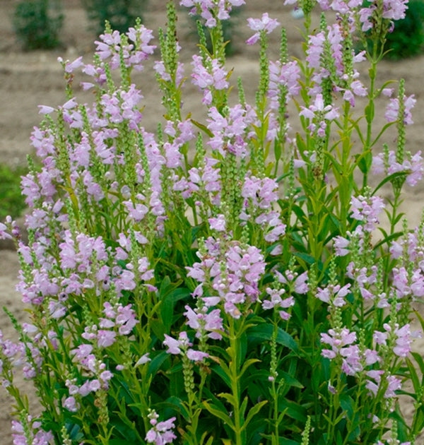 Image of Physostegia virginiana 'Pink Manners' PP 23,482 taken at Walters Gardens, MI by Walters Gardens