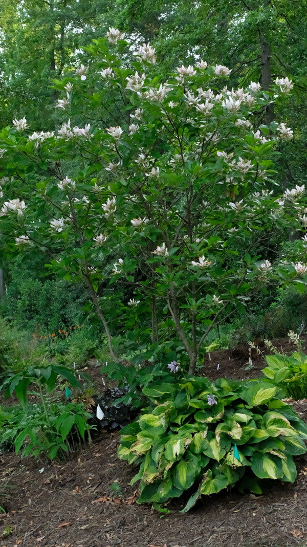 Image of Pinckneya bracteata 'Precocious' taken at Juniper Level Botanic Gdn, NC by JLBG