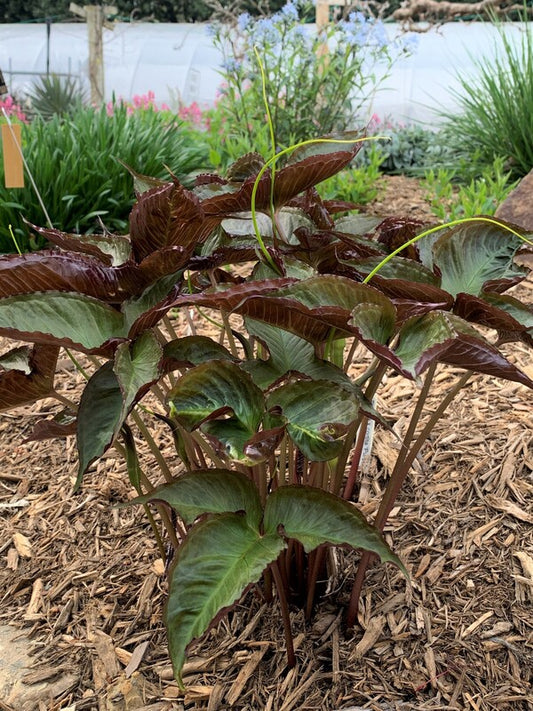 Image of Pinellia x cortita 'Purple Dragon' taken at Juniper Level Botanic Gdn, NC by C. Hardison