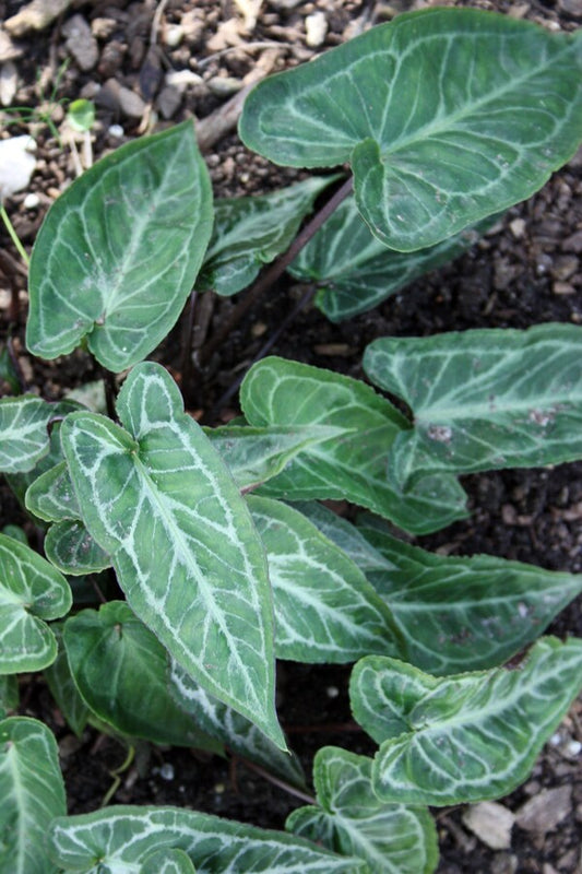 Image of Pinellia discolor 'Yamazaki' taken at Juniper Level Botanic Gdn, NC by JLBG
