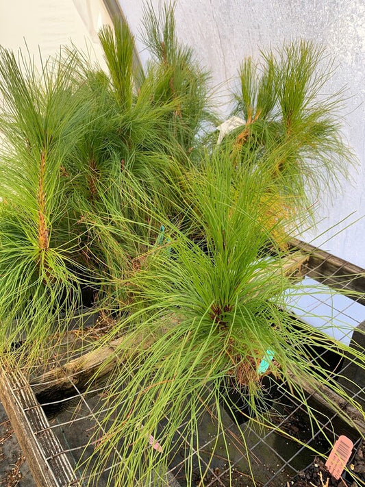 Image of Pinus yunnanensis var. pygmaea taken at Juniper Level Botanic Gdn, NC by C. Hardison