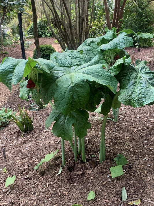 Image of Podophyllum x boreiforme 'Standing Tall' taken at Juniper Level Botanic Gdn, NC by C. Hardison